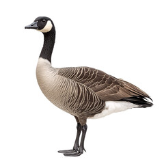 Goose isolated on transparent background