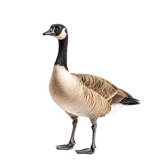 Goose isolated on transparent background
