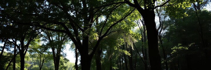 Fototapeta premium Sunlight filters through the dense canopy of trees in a tranquil forest, casting dappled shadows on the forest floor, peaceful, scene, shadows