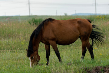 Obraz premium Adult brown horse chewing green grass in the field.