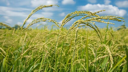 Golden Rice Field Under a Summer Sky