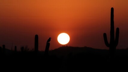Silhouette of Phoenix against Saguaro at dusk in Southwestern Arizona, bird, Arizona, desert flora