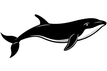 Obraz premium dolphin isolated on white background