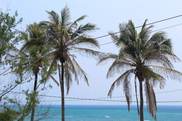 Coconut trees line the blue sea background of Klayar Pacitan beach, a beach famous for its white sand.