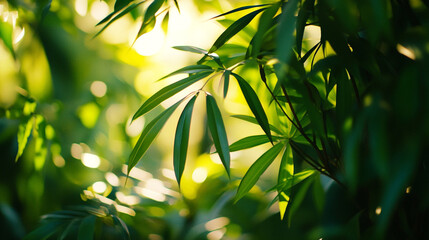 Obraz premium Lush green bamboo leaves illuminated by soft sunlight in a tranquil setting. 