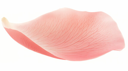 Fototapeta premium Delicate rose petal with elegant curve on white background. Petal. Illustration
