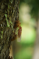 Cicada Australia 2024