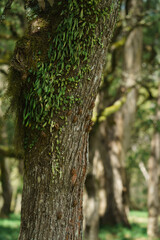 Cicada Australia 2024