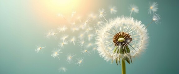 Watch the delicate dandelion seeds take flight on a gentle breeze, carrying wishes away on a teal backdrop.  A soft, ethereal scene.