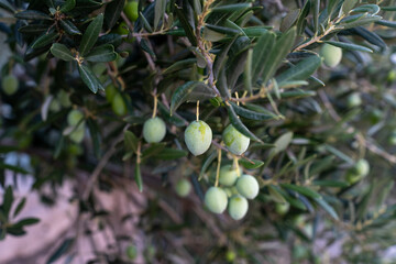 Close-up view of green olives on an olive tree branch with lush leaves, captured during daytime....
