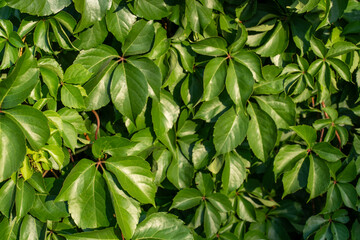 Dense green foliage of wild grape leaves in sunlight, forming natural lush background. Concept of vibrant nature, greenery, and plant textures. High quality photo