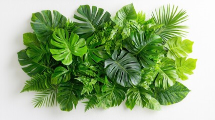Lush tropical leaves arranged on white background.