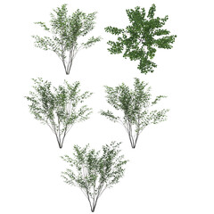 spice bush  isolated on transparant background. 3d illustration