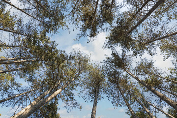 pine tree tops against a sky