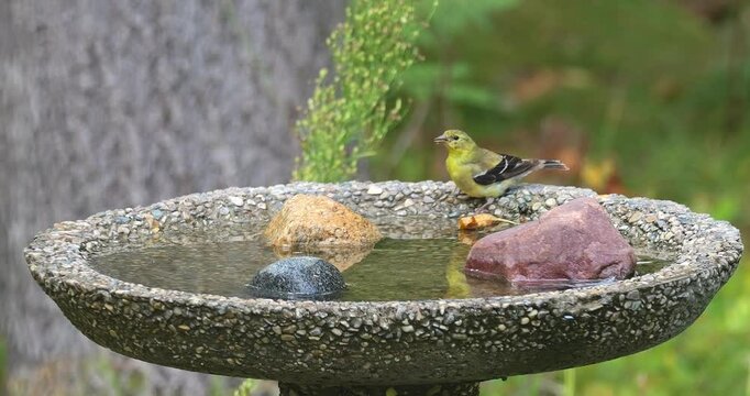 Female goldfinch and white breasted nuthatch birds drink water together at a backyard birdbath.