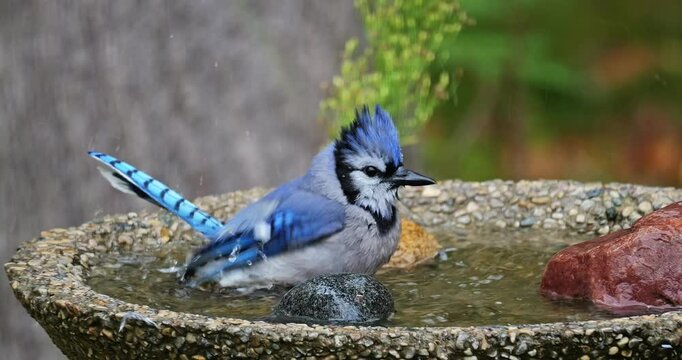 Closeup of bluejay bird as it splashes water while taking a bath in backyard birdbath, and a robin landing. Handheld and slow motion clip.