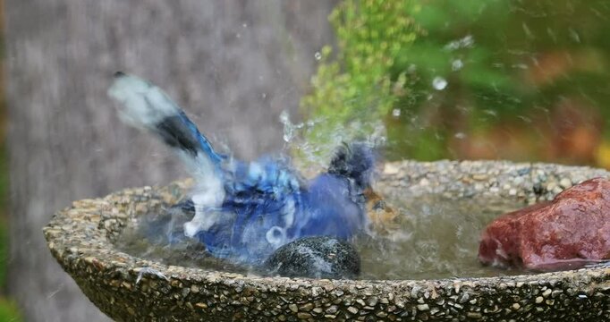 Closeup of bluejay bird as it splashes water while taking a bath in backyard birdbath. Handheld clip.