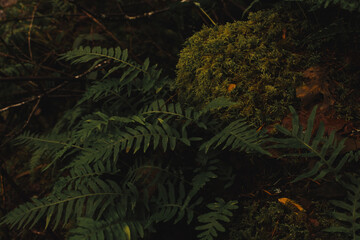 Close-Up of Ferns and Moss