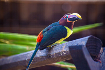 blue and yellow macaw