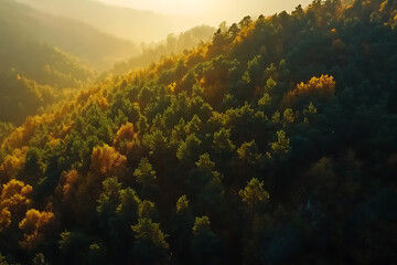 aerial view of a sprawling forest basking in the golden glow of sunrise. The sunlight filters through the trees, highlighting the tops of trees with a warm.