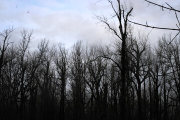 Bare Winter Trees Against a Cloudy Sky