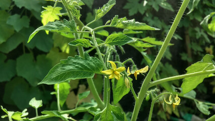 The tomato plants are growing well and starting to flower. Tomatoes planted in the yard
