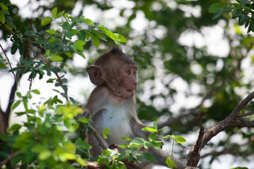 可愛いサル