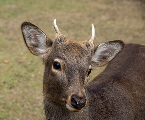 interested deer in nara