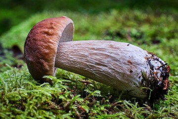 boletus edulis