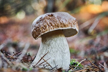 boletus edulis