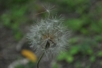 dandelion head in the grass