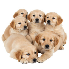 A group of golden retriever puppies cuddled together. png isolated background. transparent background.