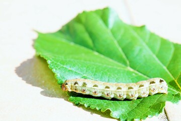 ホワイトバックに桑の葉に乗るハスモンヨトウの幼虫