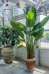 Large potted plants with green leaves in a well-lit modern greenhouse in Gyeongju, South Korea.