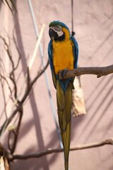 yellow and green parrot