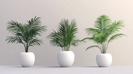Obraz premium set of palm tree in white vase, decorative plant rainforest