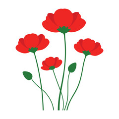Fototapeta premium poppies on white