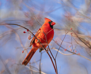 red cardinals standing on the tree branch
