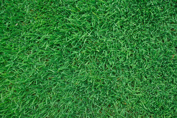 real green grass natural background