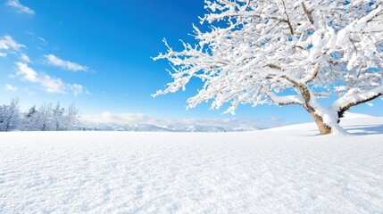 Fototapeta premium Snow-covered tree stands in a pristine winter landscape under a clear blue sky.