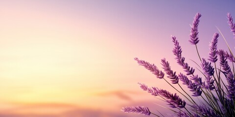 Lavender Blossoms Dancing in the Breeze at Sunset Scenic Nature Peaceful Outdoor Environment Capturing Serenity and Beauty