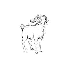 Goat line art on white backgroun