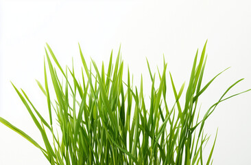 Obraz premium green grass