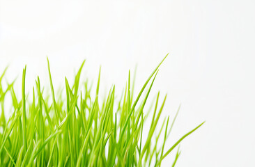 Fototapeta premium green grass