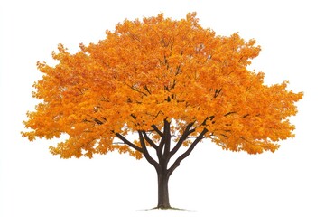Vibrant orange autumn tree isolated on white.