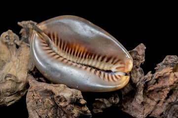 Cypraea caputserpentis shell on driftwood black background