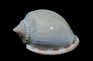 Smooth Helmet Shell Phalium glaucum on Black Background