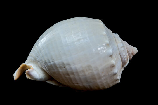 Smooth Helmet Shell Phalium glaucum on Black Background