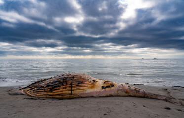 Dead whale on beach in moody weather