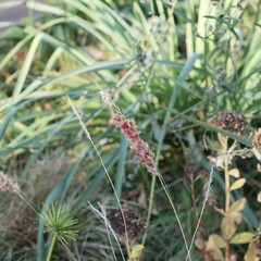 公園に生えているイネ科の植物